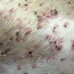 Immune Mediated Thrombocytopenia in Dogs