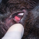 Chalazion in Dogs