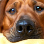 Discoid Lupus Erythematosus DLE in Dogs