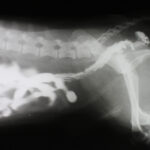 Intestinal Blockage in Dogs