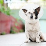 Masticatory Myositis in Dogs