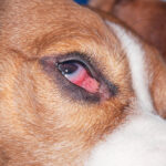 Meibomian Gland Tumor Dog