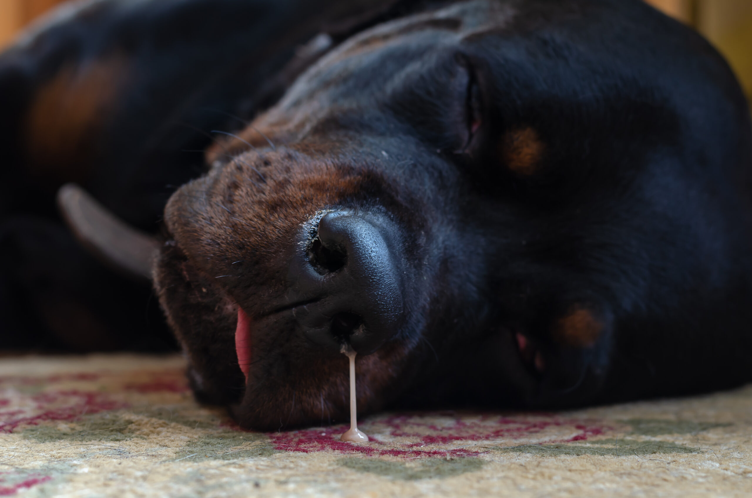 Nasal Discharge in Dogs