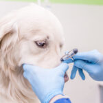 Nasal Foreign Bodies in Dogs