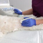 Pancreatitis in Dogs