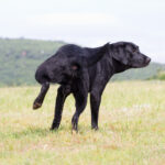 Prostate Problems in Male Dogs