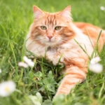 Allergy Test for Cats