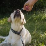 Is CBD Oil Safe for Dogs