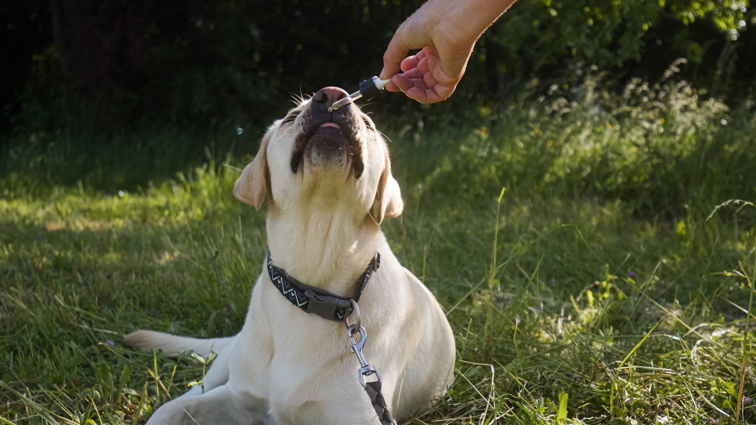 Is CBD Oil Safe for Dogs